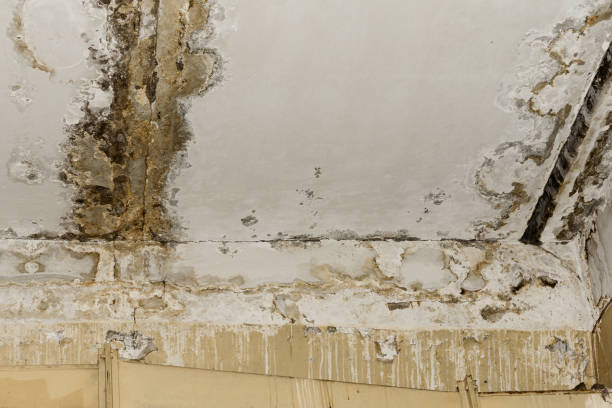 Mold Remediation for Vacation Homes in North Hobbs, NM